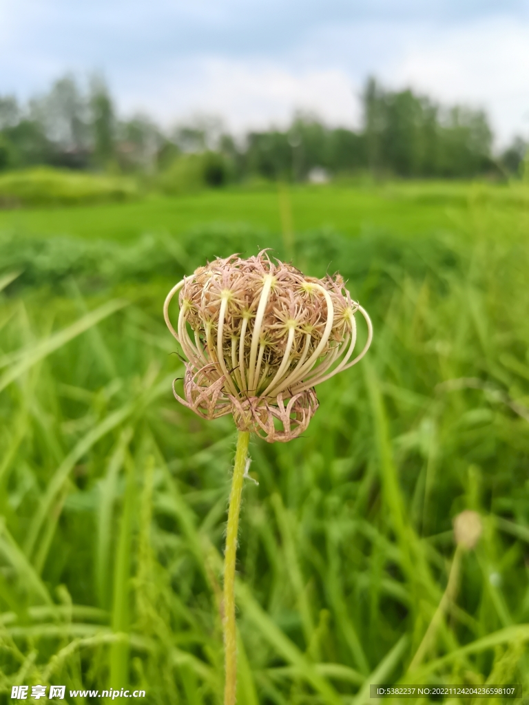 野蒲公英花