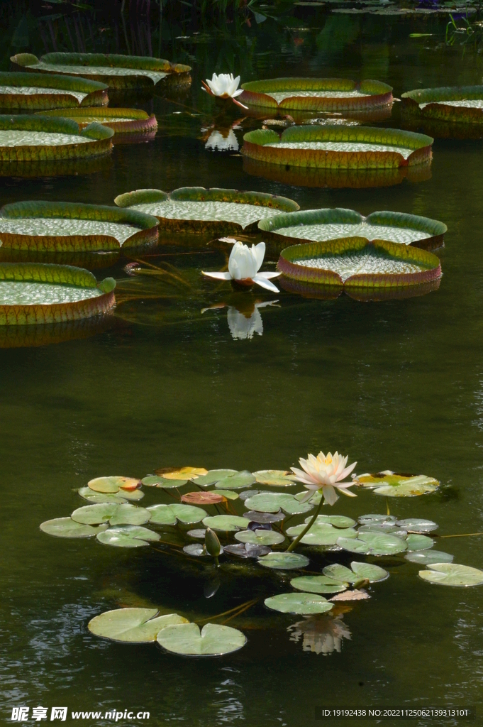 莲花池风景  