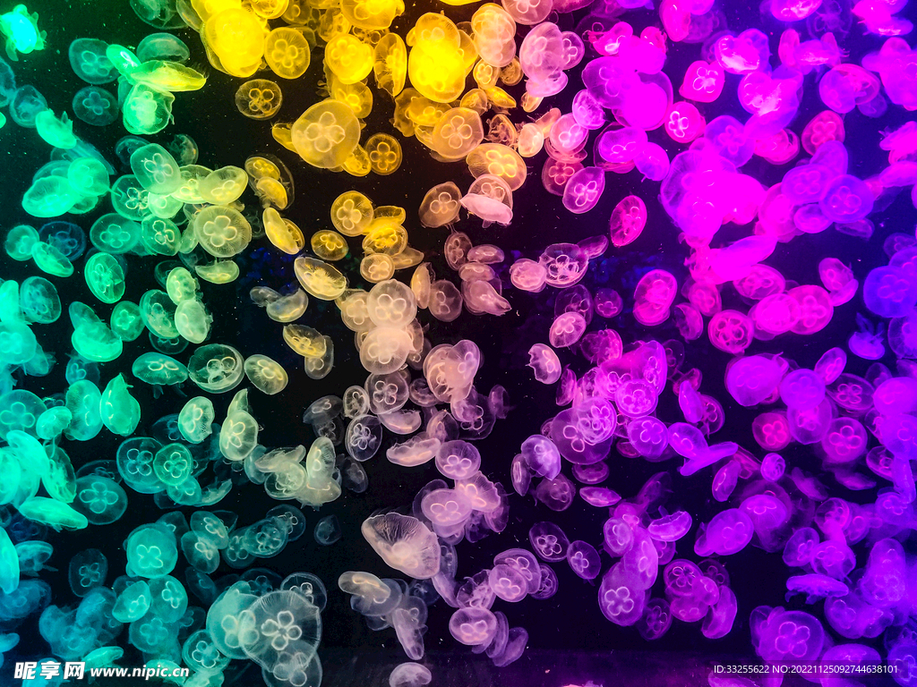彩色水母