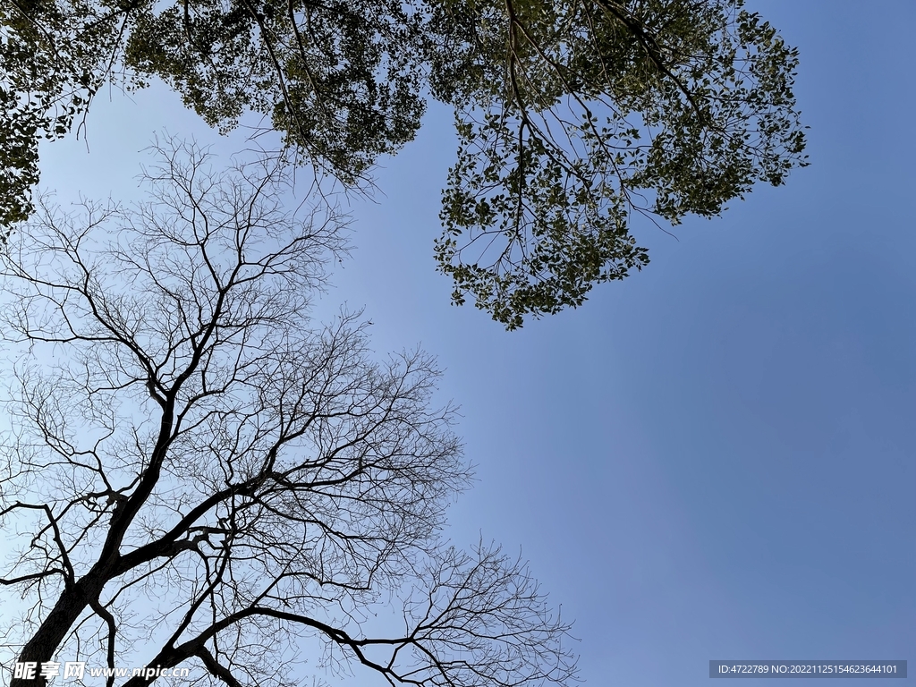 天空 树