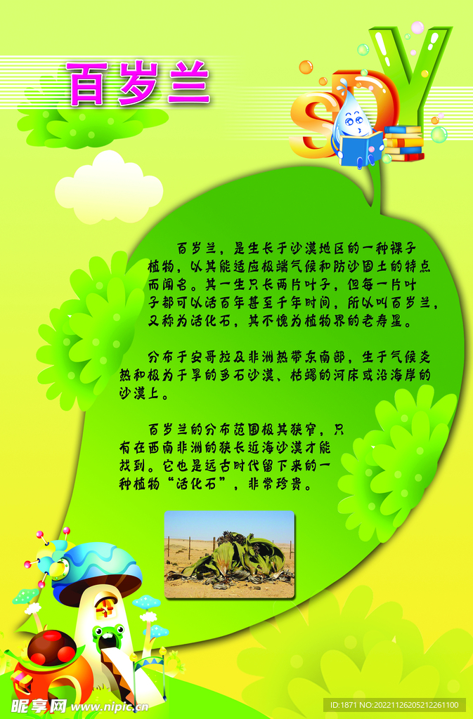 植物科普 百岁叶