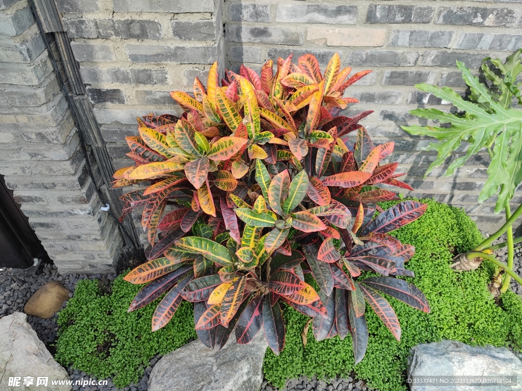 变叶木