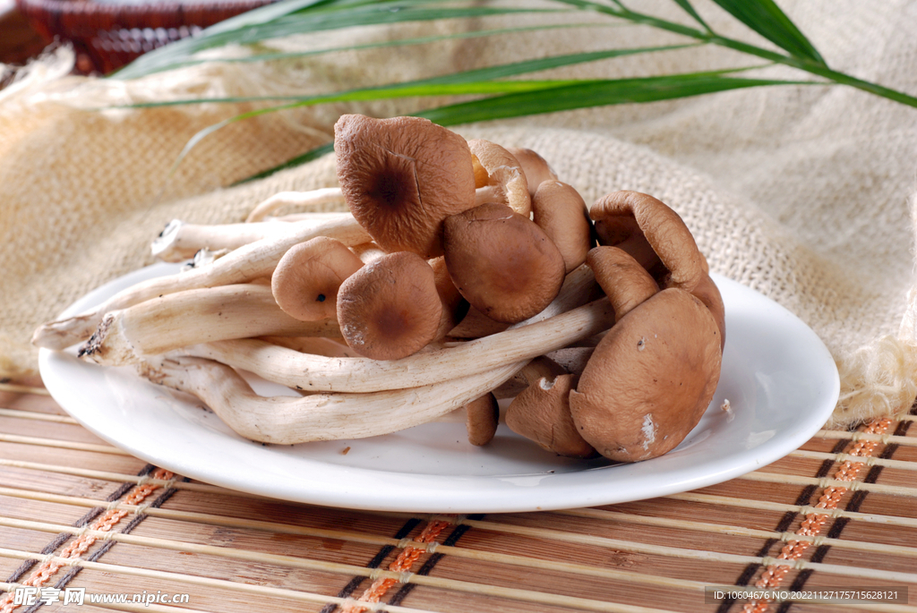 茶树菇