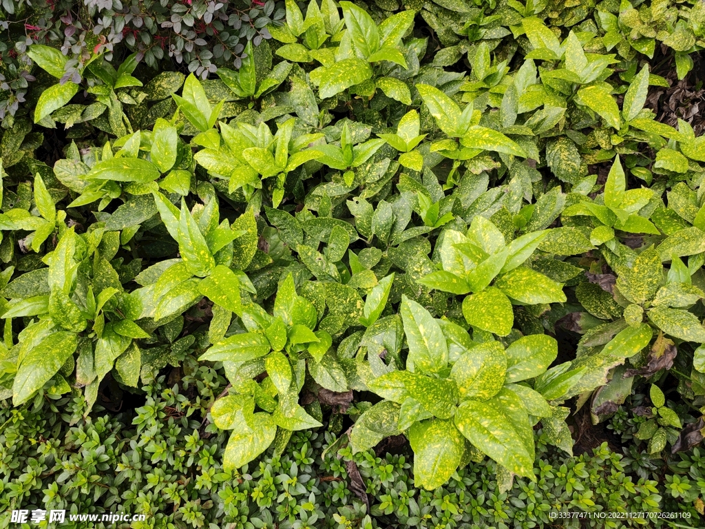 洒金珊瑚 花叶青木