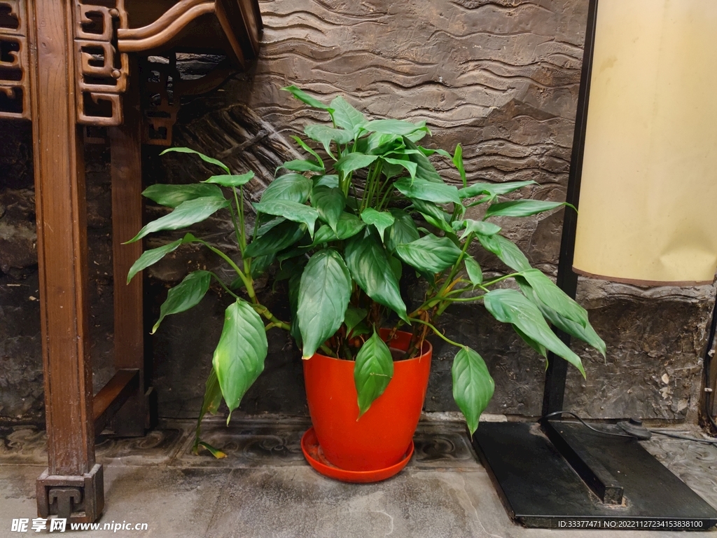 白鹤芋