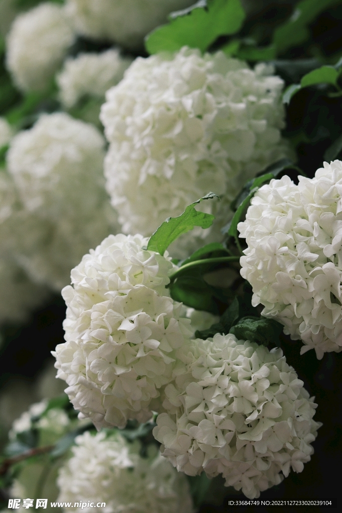 白色的绣球花