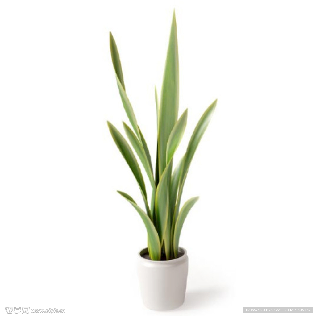 C4D模型 绿色植物 