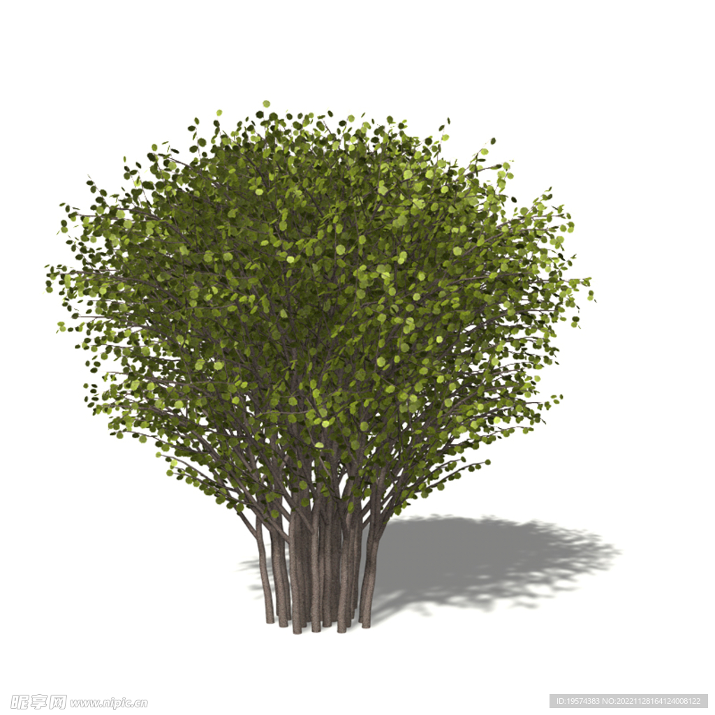 C4D模型 树木 