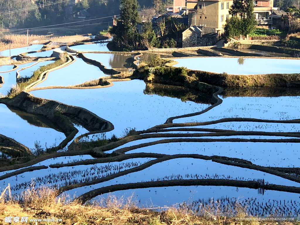 元阳哈尼梯田风光