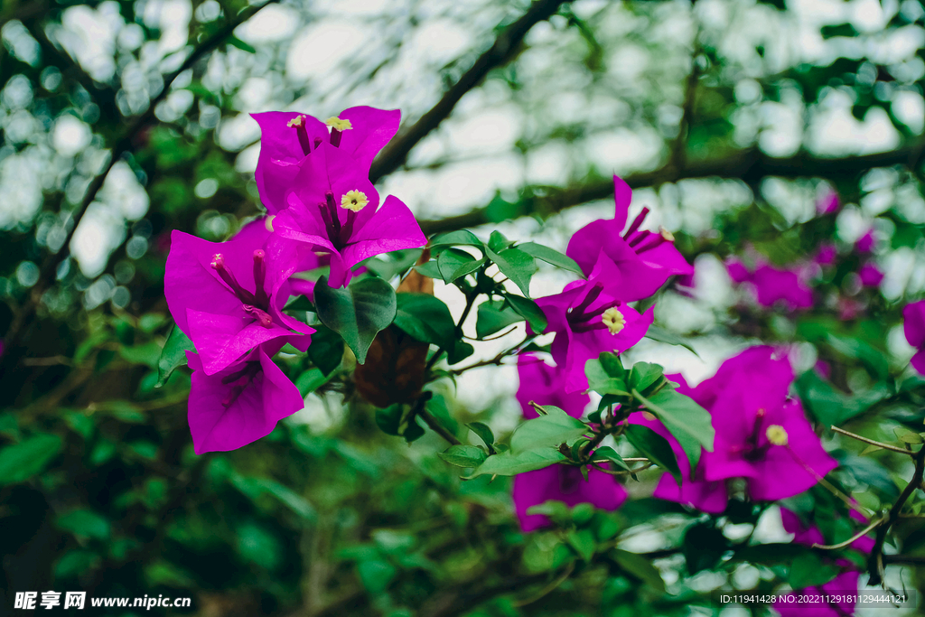 公园紫色三角梅