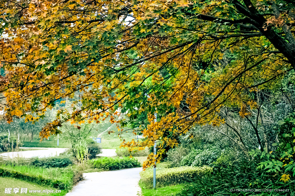 城市公园中的枫树