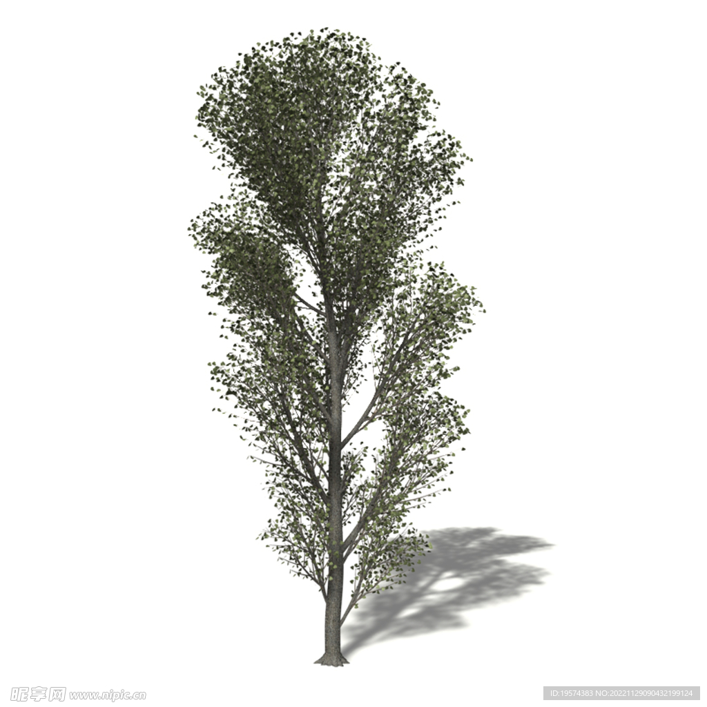 C4D模型 树木 