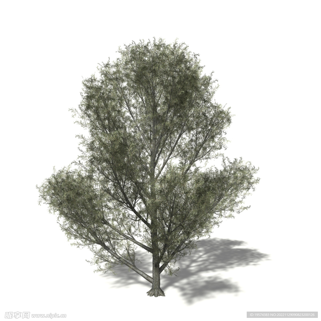 C4D模型 树木 