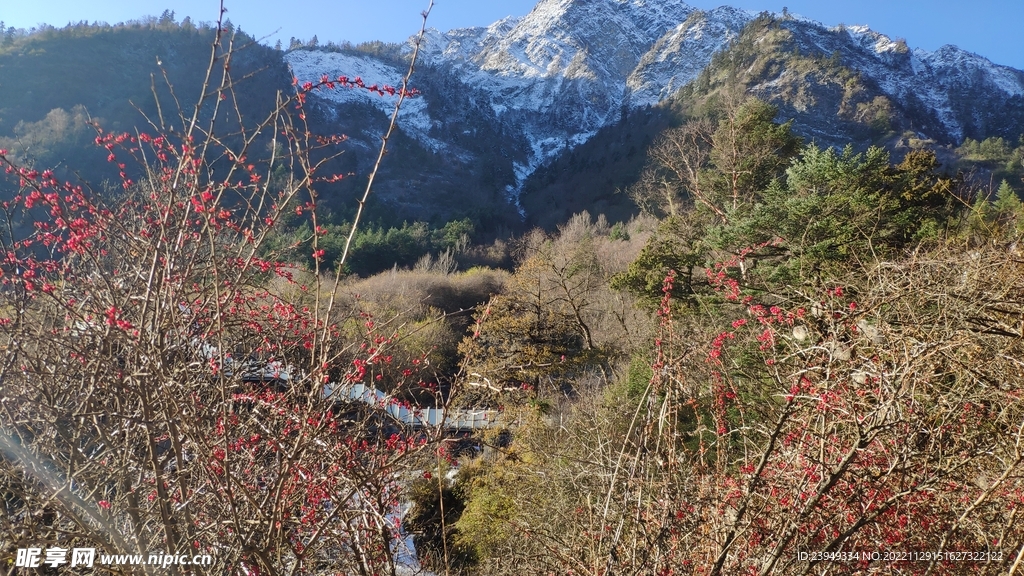 沙棘