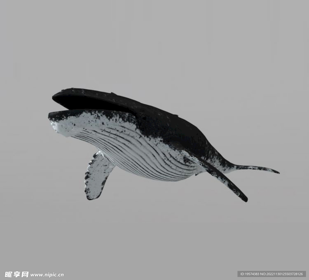 C4D模型鲸鱼 鲲