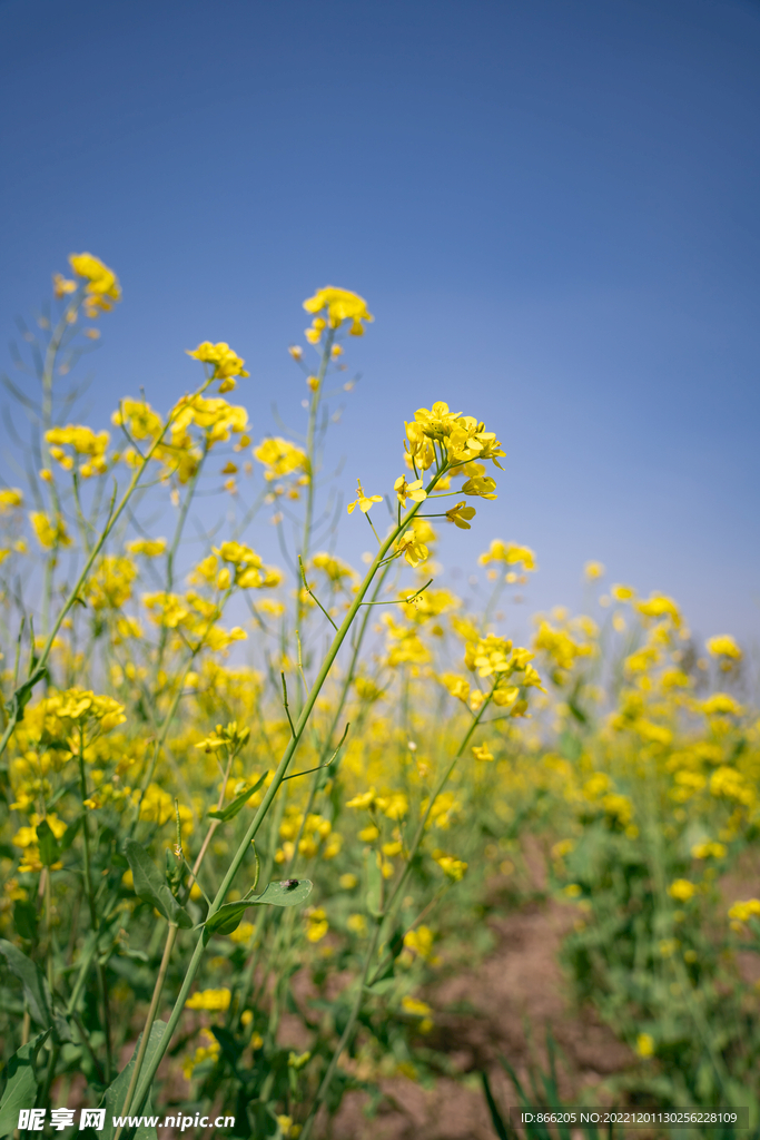 油菜花