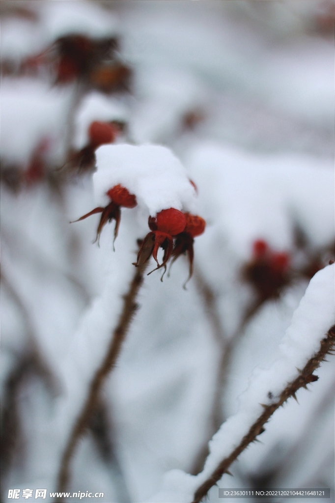 雪花
