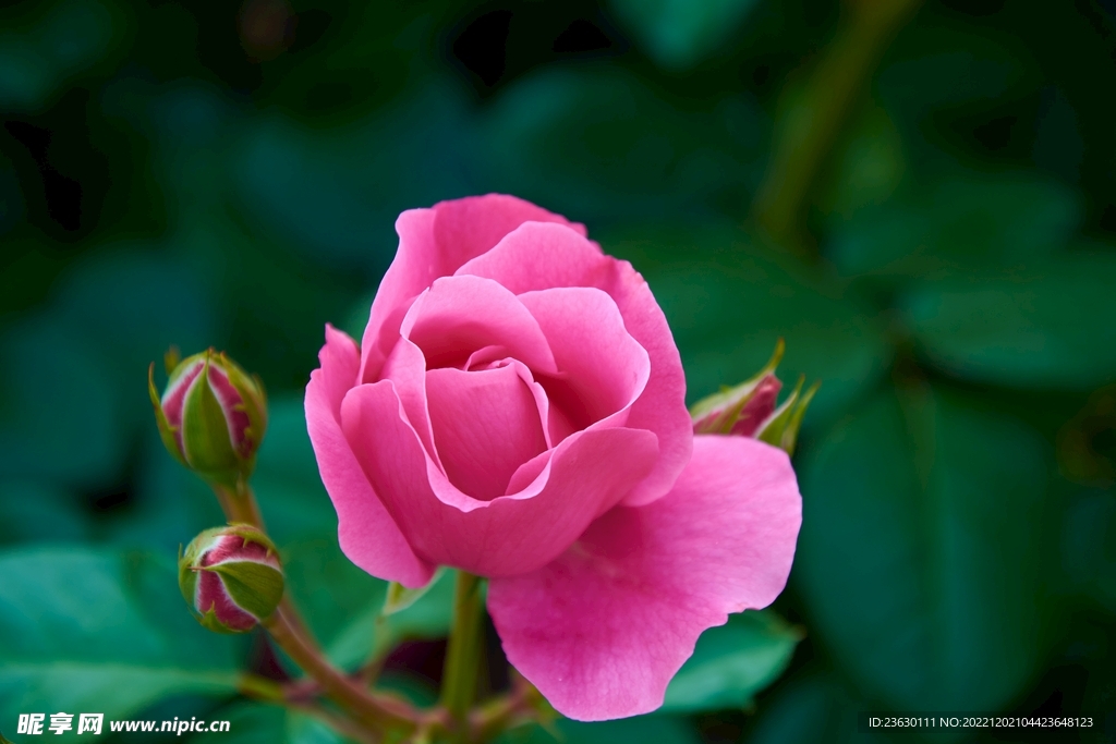 月季花