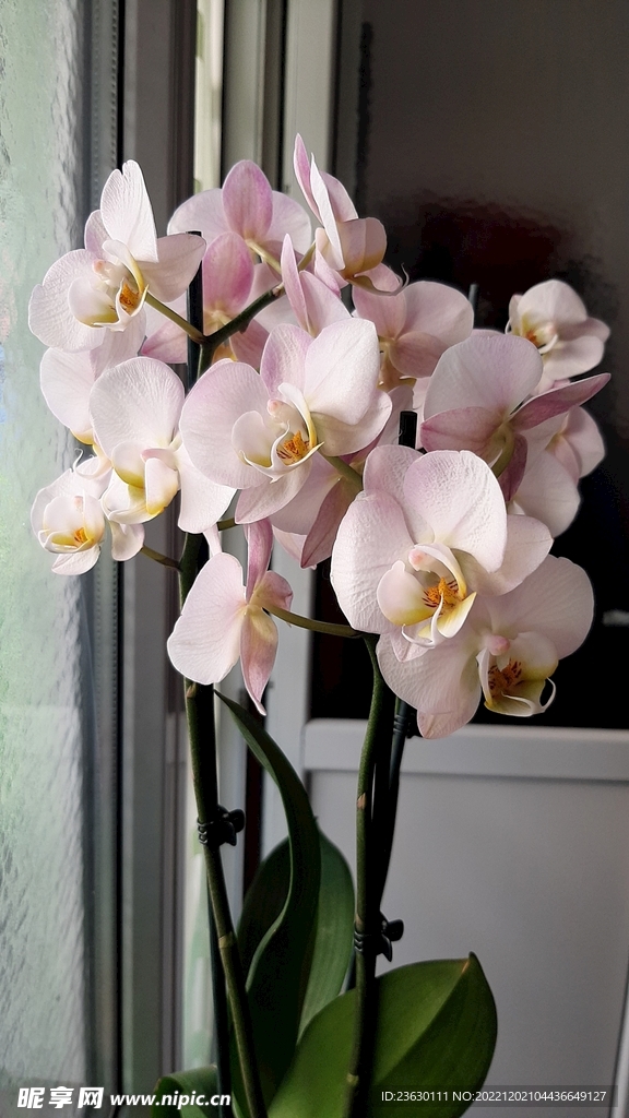 盆栽兰花