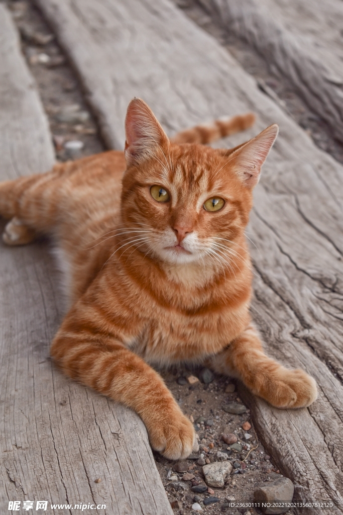 猫咪