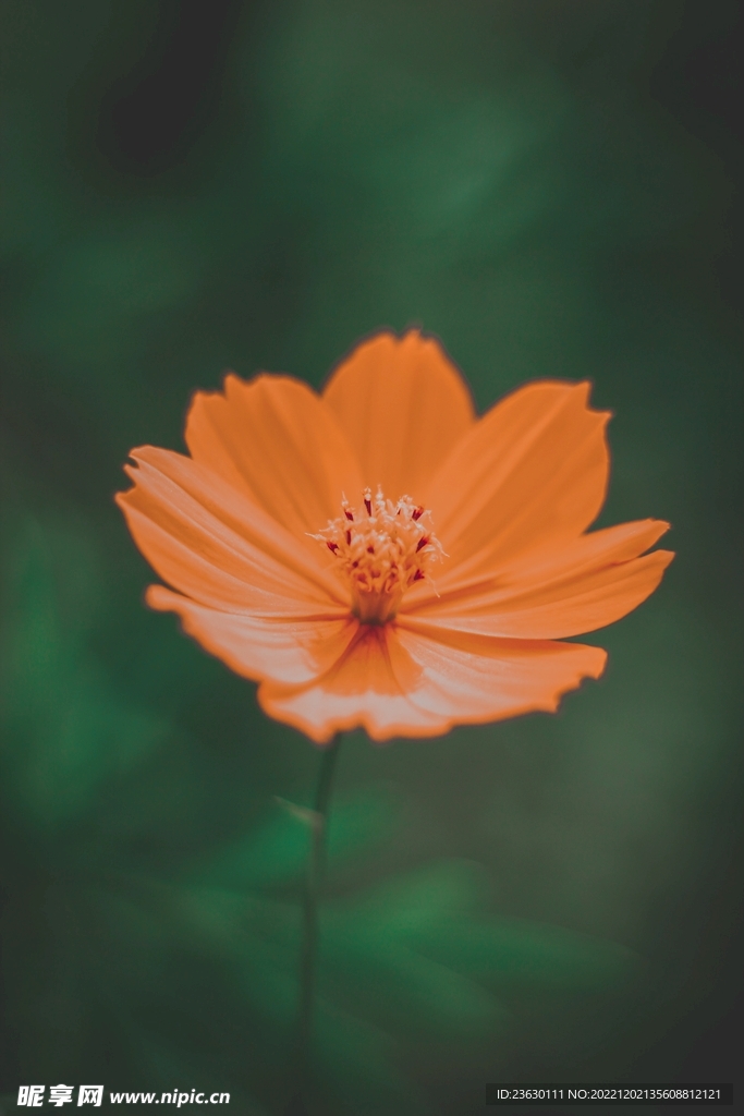 小菊花