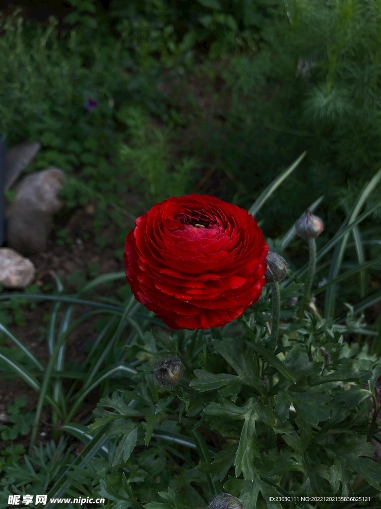 鲜花