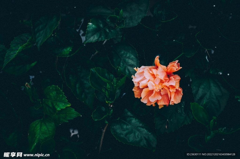 花 