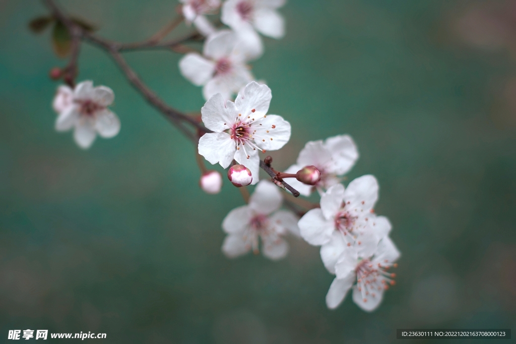 鲜花