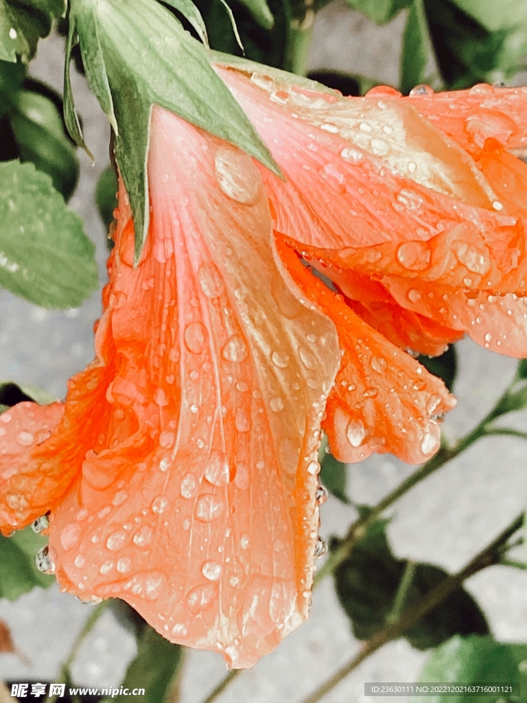 鲜花