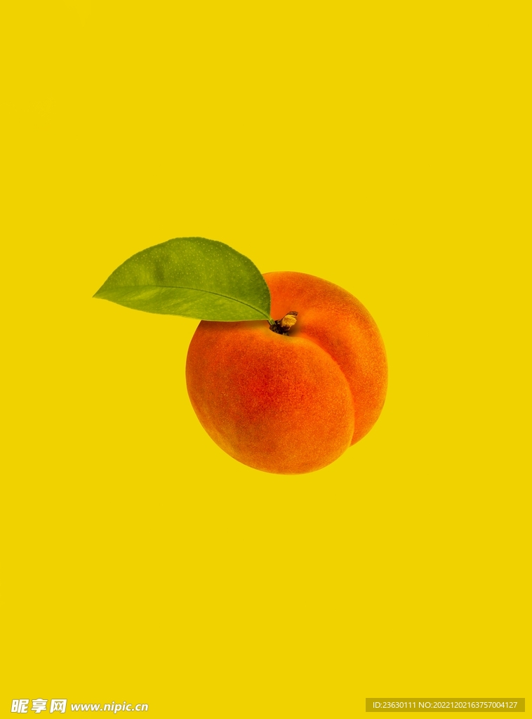 毛桃
