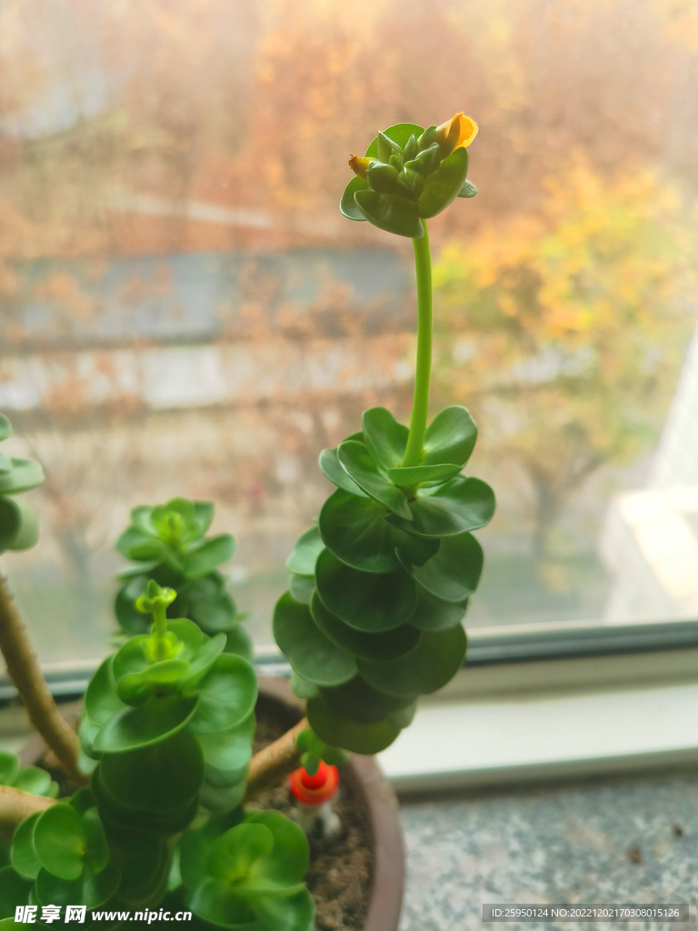 长寿花
