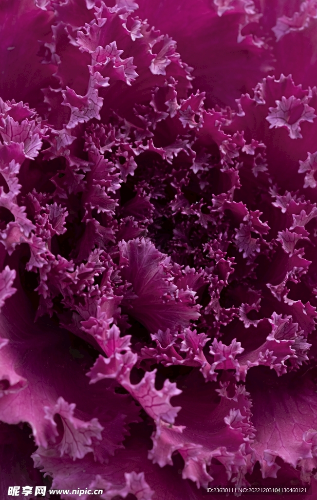 花菜