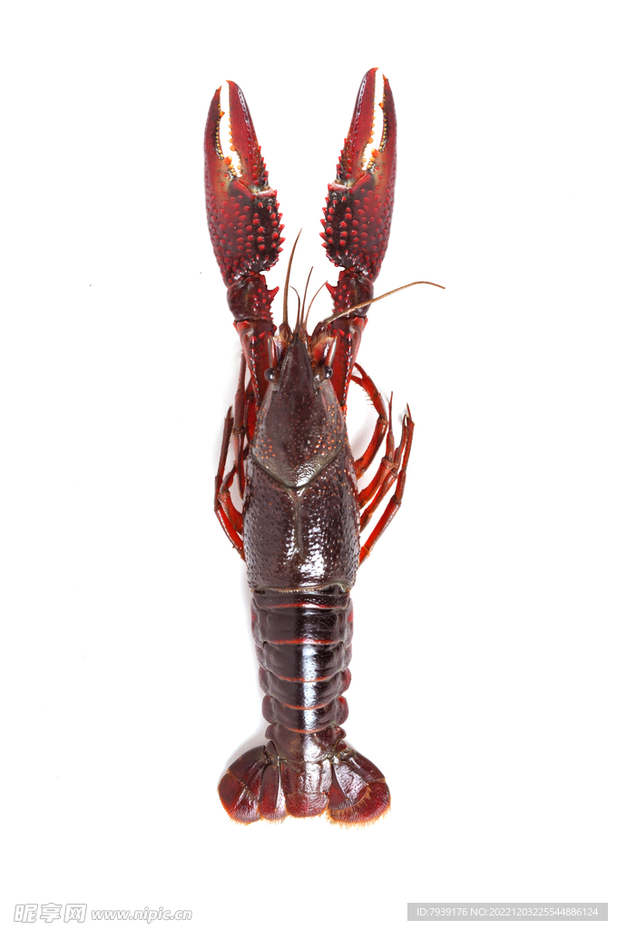 小龙虾 油焖大虾