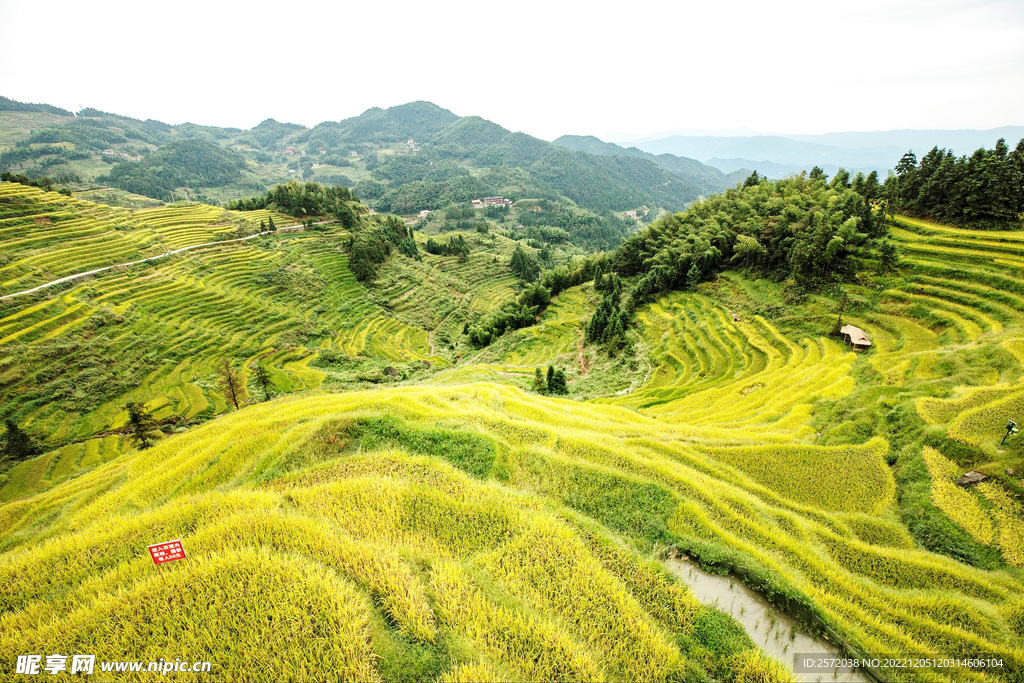 新化紫鹊界梯田