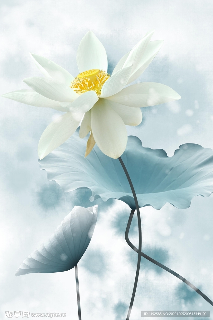 荷花