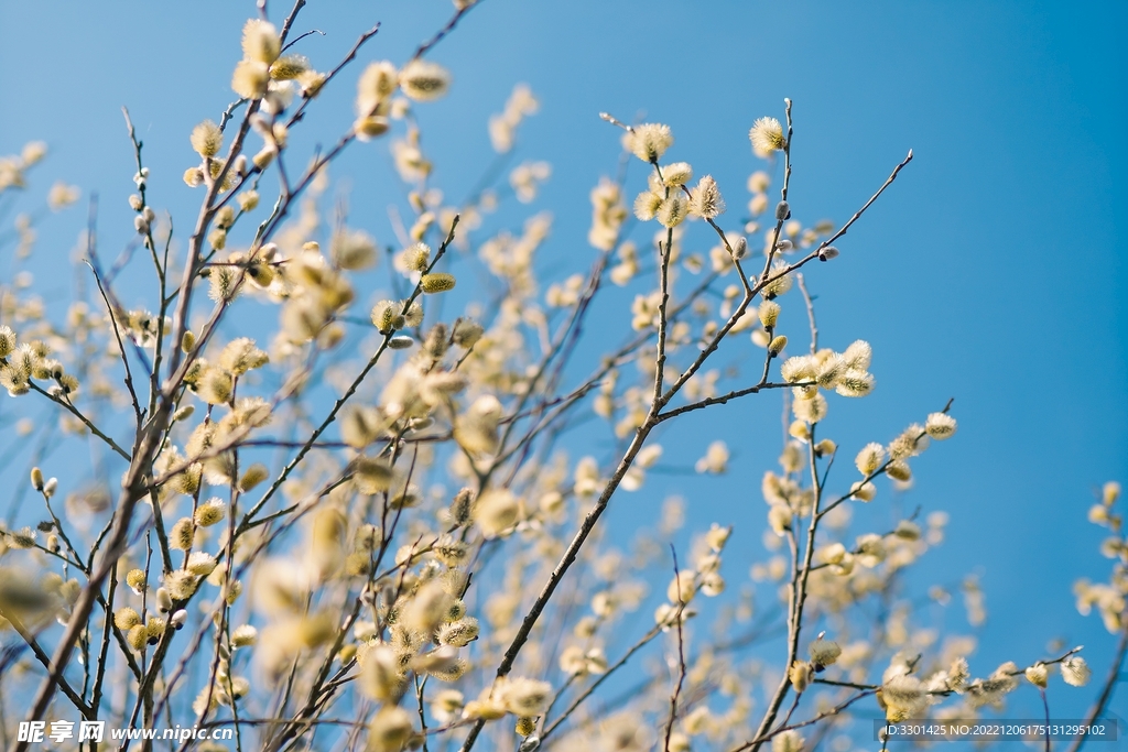 盛开花朵的枝杈 