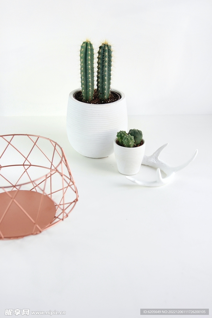 仙人掌仙人球仙人柱