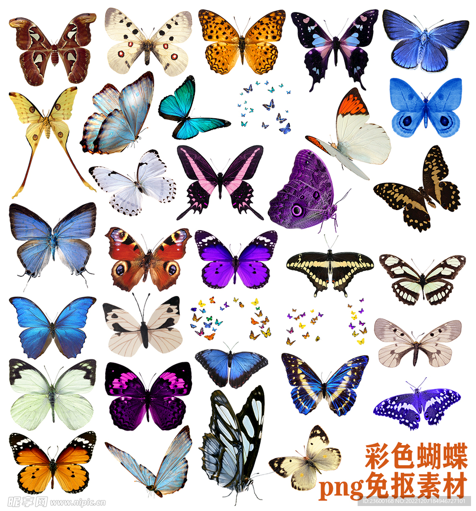 彩色蝴蝶素材
