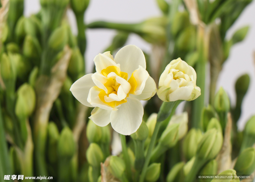 复瓣水仙花开花开品