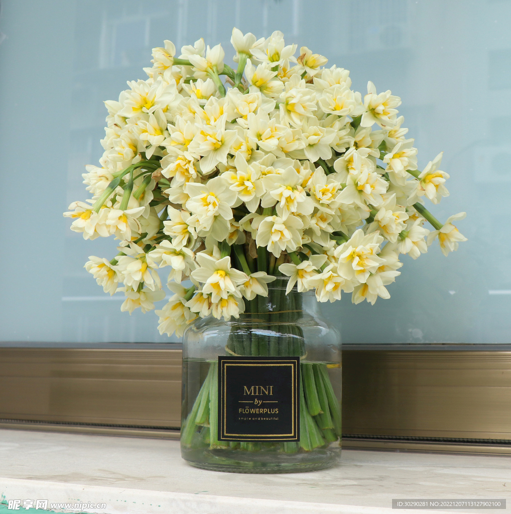 复瓣水仙花鲜切花窗台绿植水培