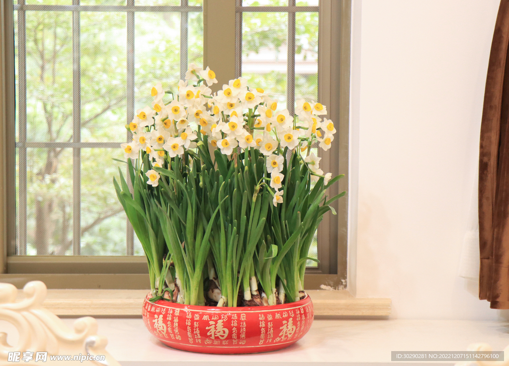 水仙花水培满盆开花窗台绿植