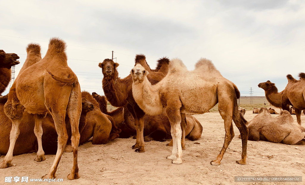 沙漠骆驼高清图