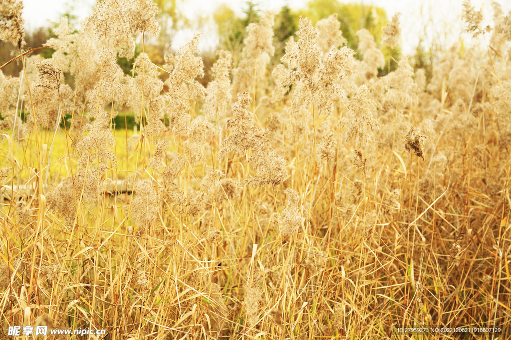 金黄色芦苇
