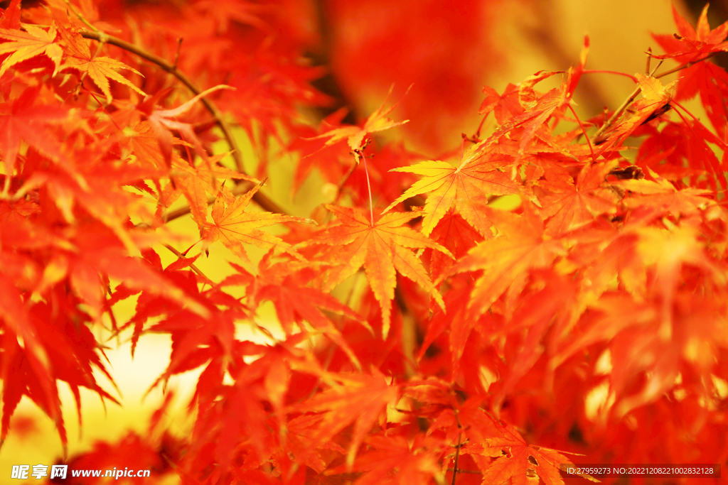 红枫叶背景实拍