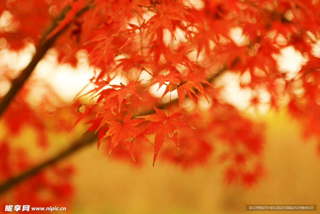 红叶特写