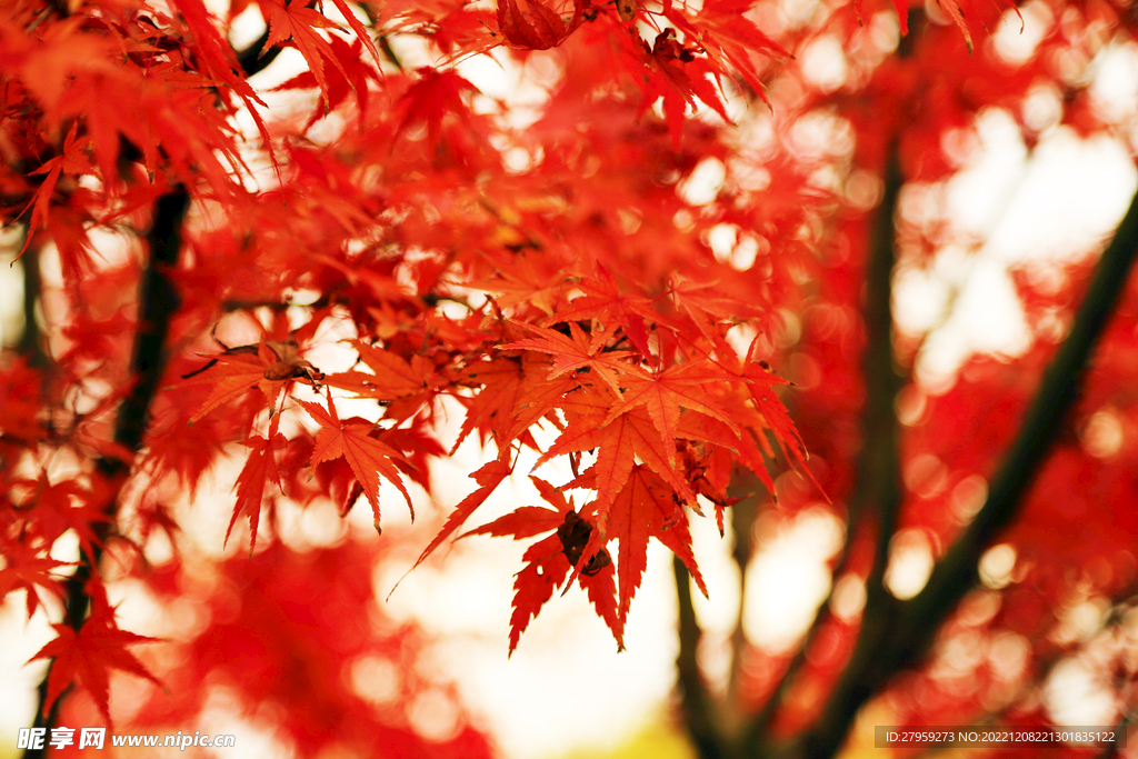 红枫叶特写