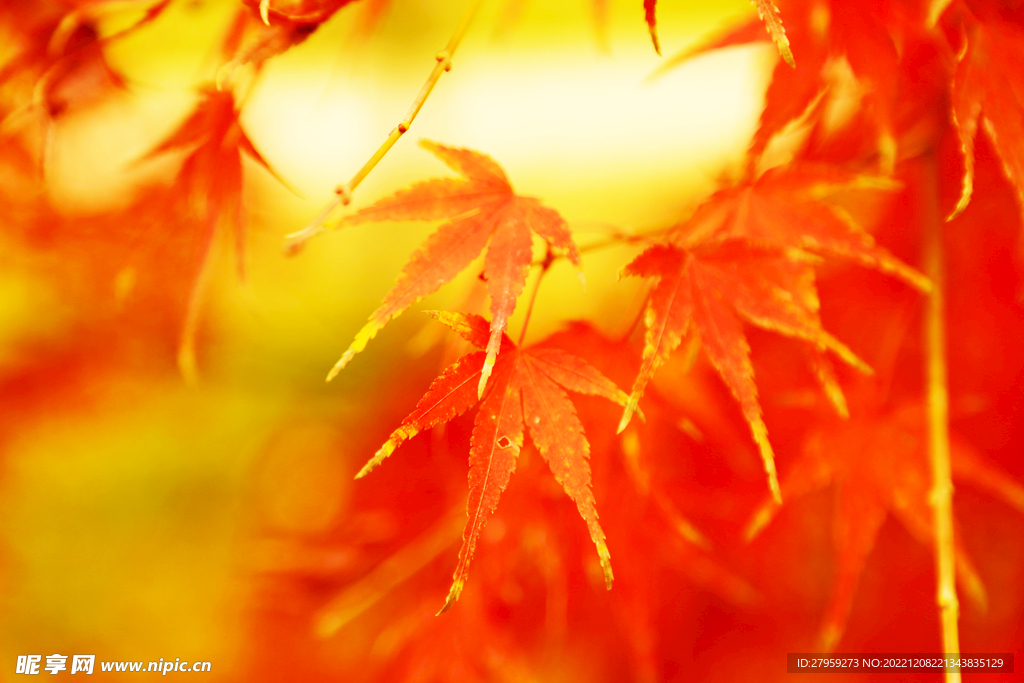 光影红叶特写