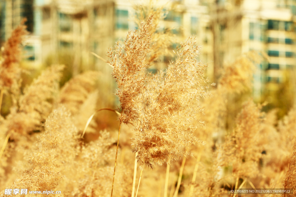 金色芦苇穗特写