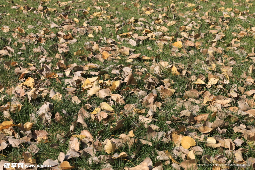 草地落叶