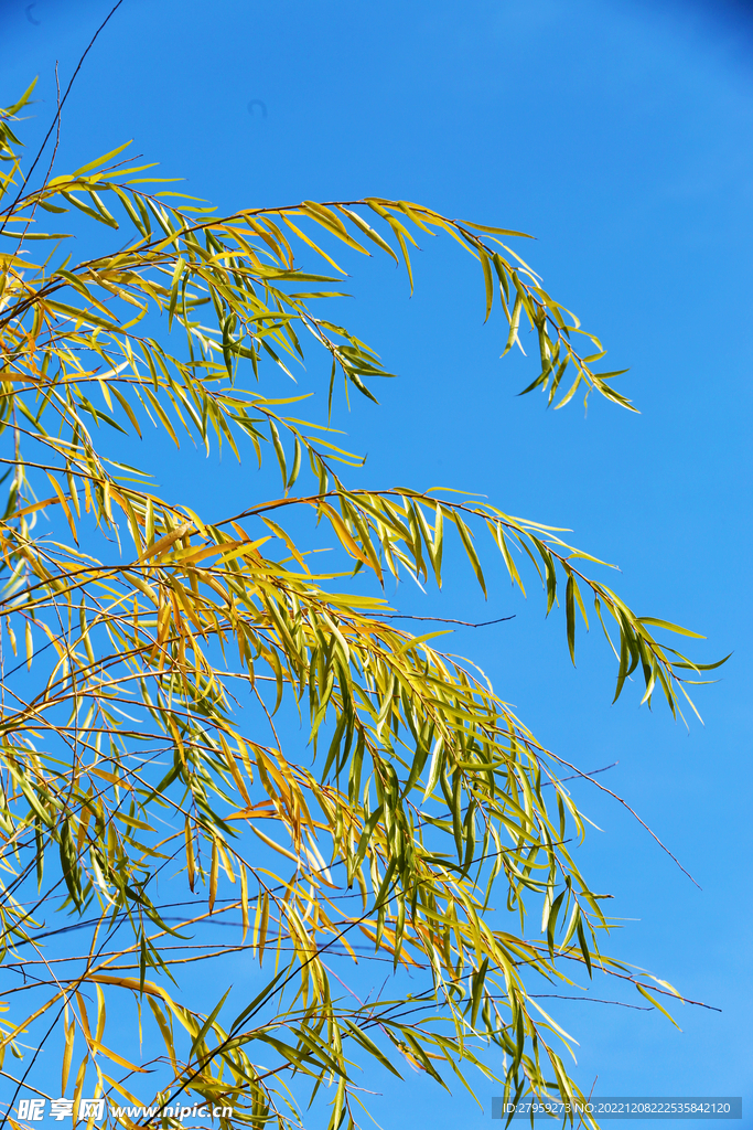 蓝天柳树枝叶背景